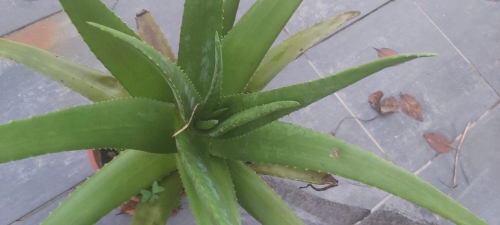 Vaso com Planta aloe vera