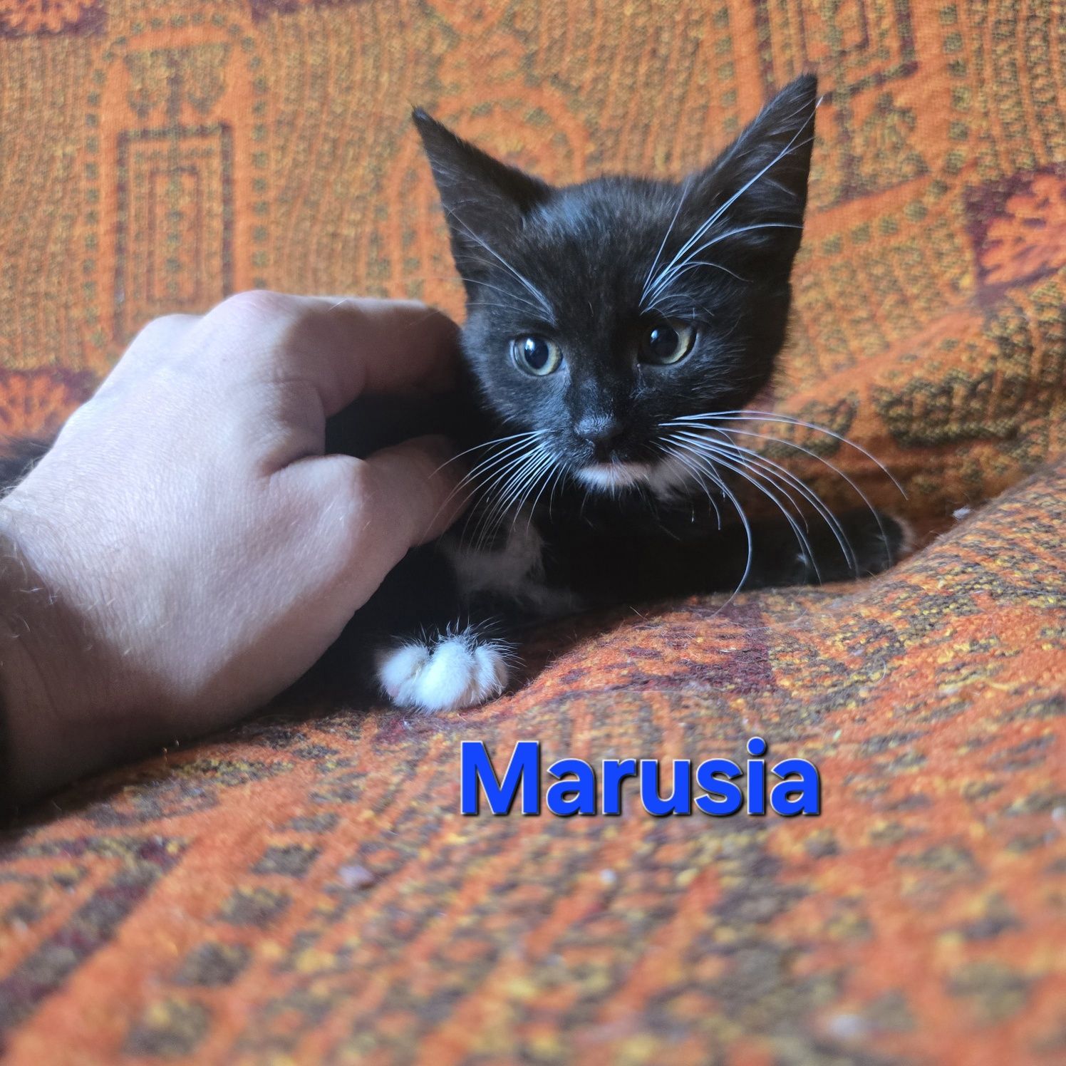 Trzymiesięczne kociaki do adopcji