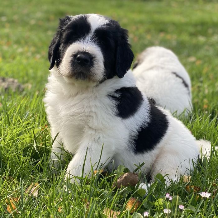 Owczarek rumunski mioritic. Hodowla Felix Pastor FCI.