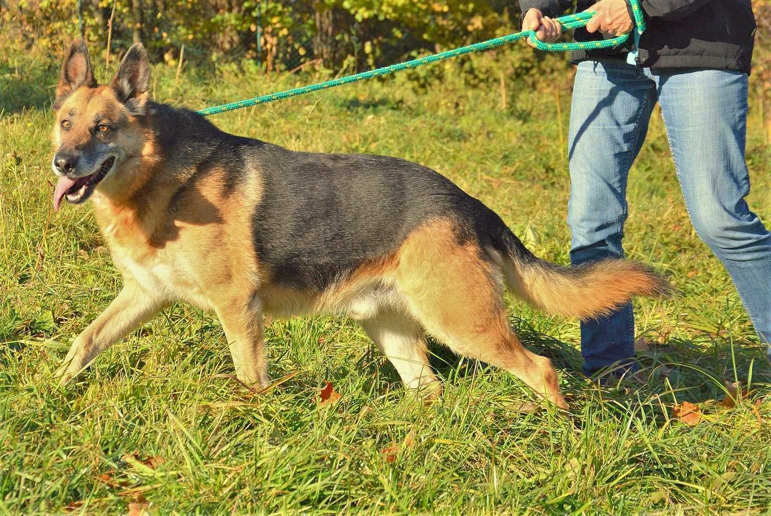 Alf w typie owczarka PILNIE szuka doświadczonego domu !