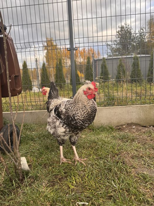 Kogutki tegoroczne mix zagrodowy