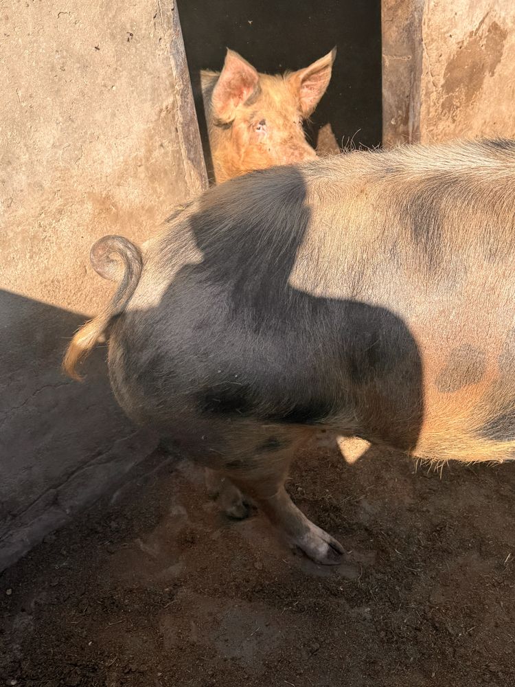 Свиней 160+ кг живою вагою свинина мясо мнясо свині живым весом