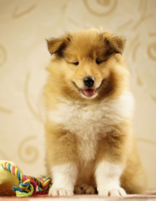 Цуценята Коллі довгошерста