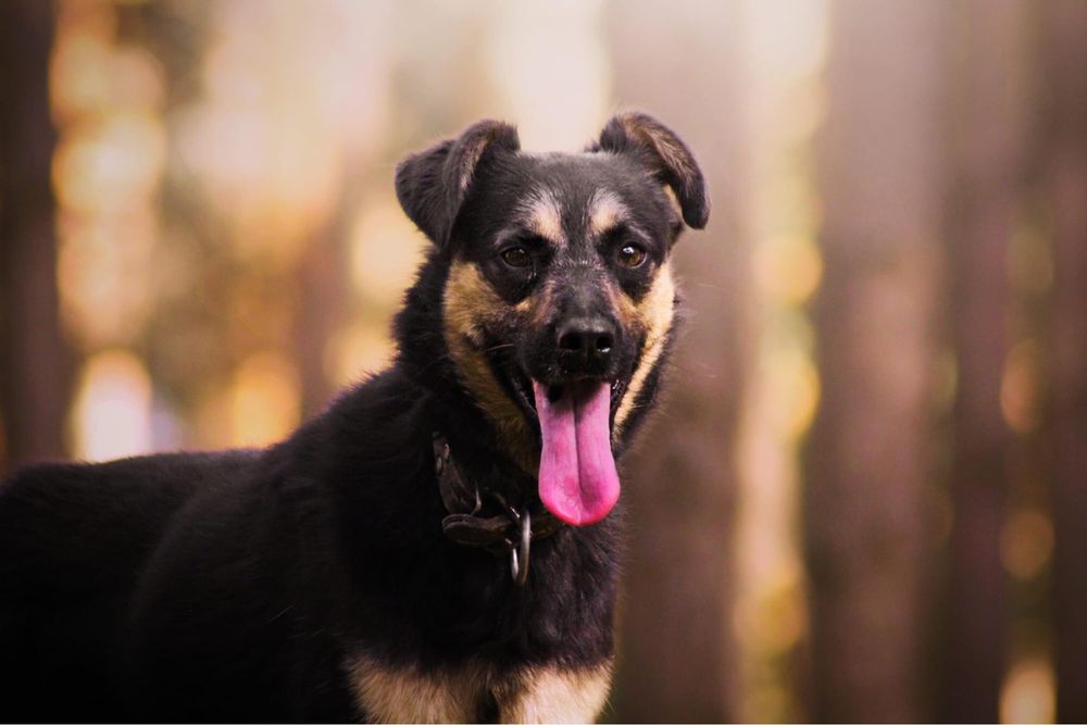 Piesek Hasan poleca się do adopcji!