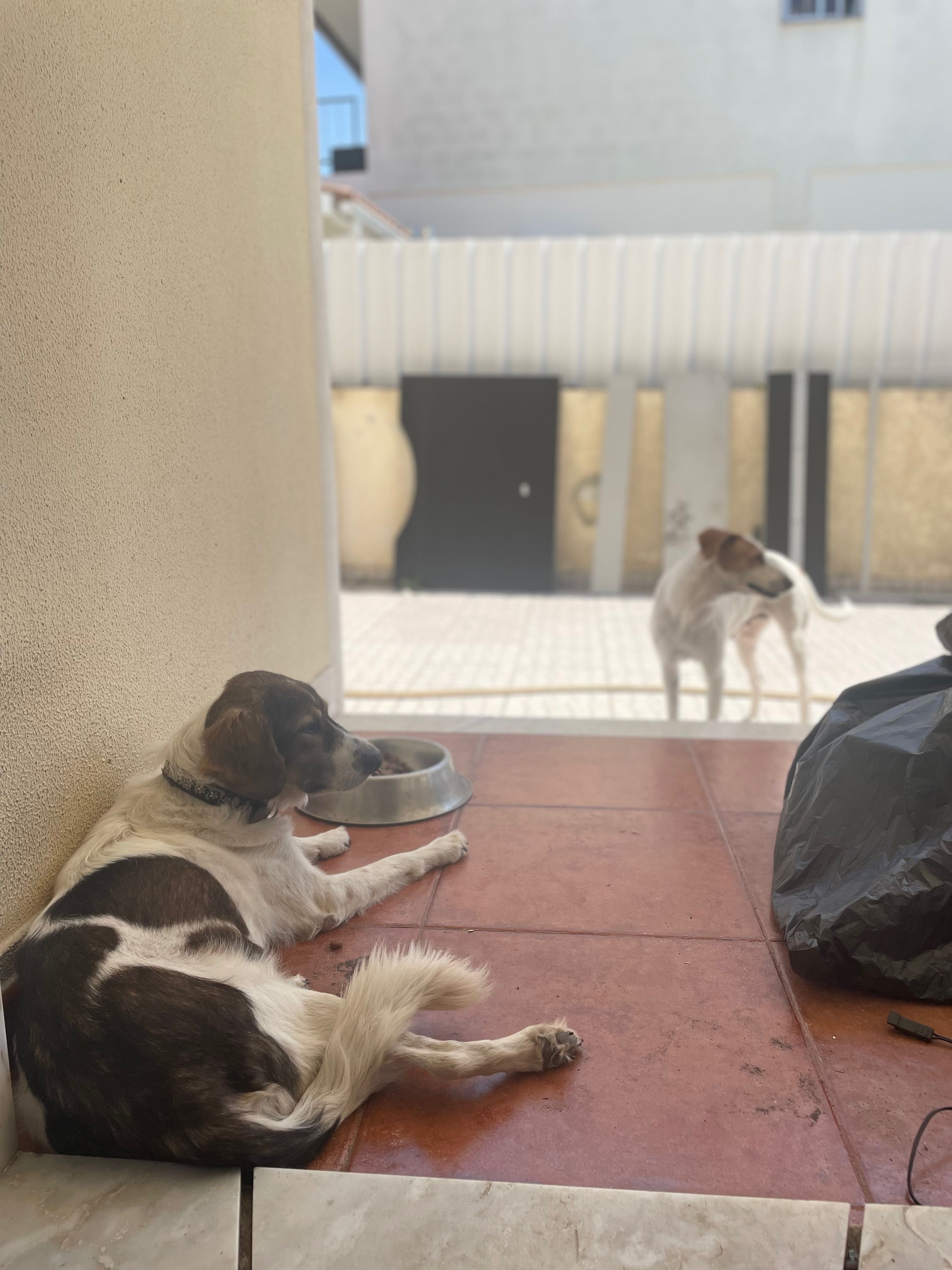 Duas cadelas para adoção urgente até este domingo