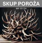 ZYWIEC Beskid Skup poroża rogów rogi trofea zrzutów poroże wszystko