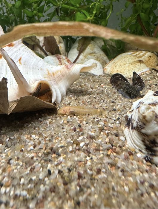 Glonojad zbrojnik złoty i albinos