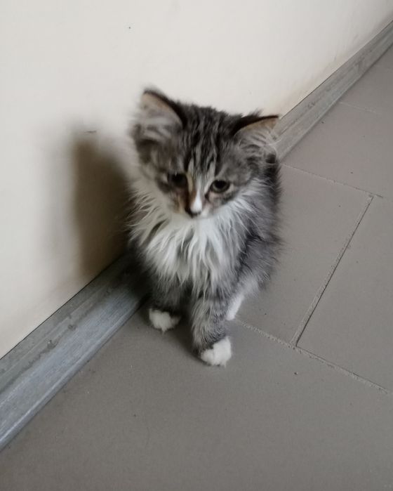 Віддам в добрі руки