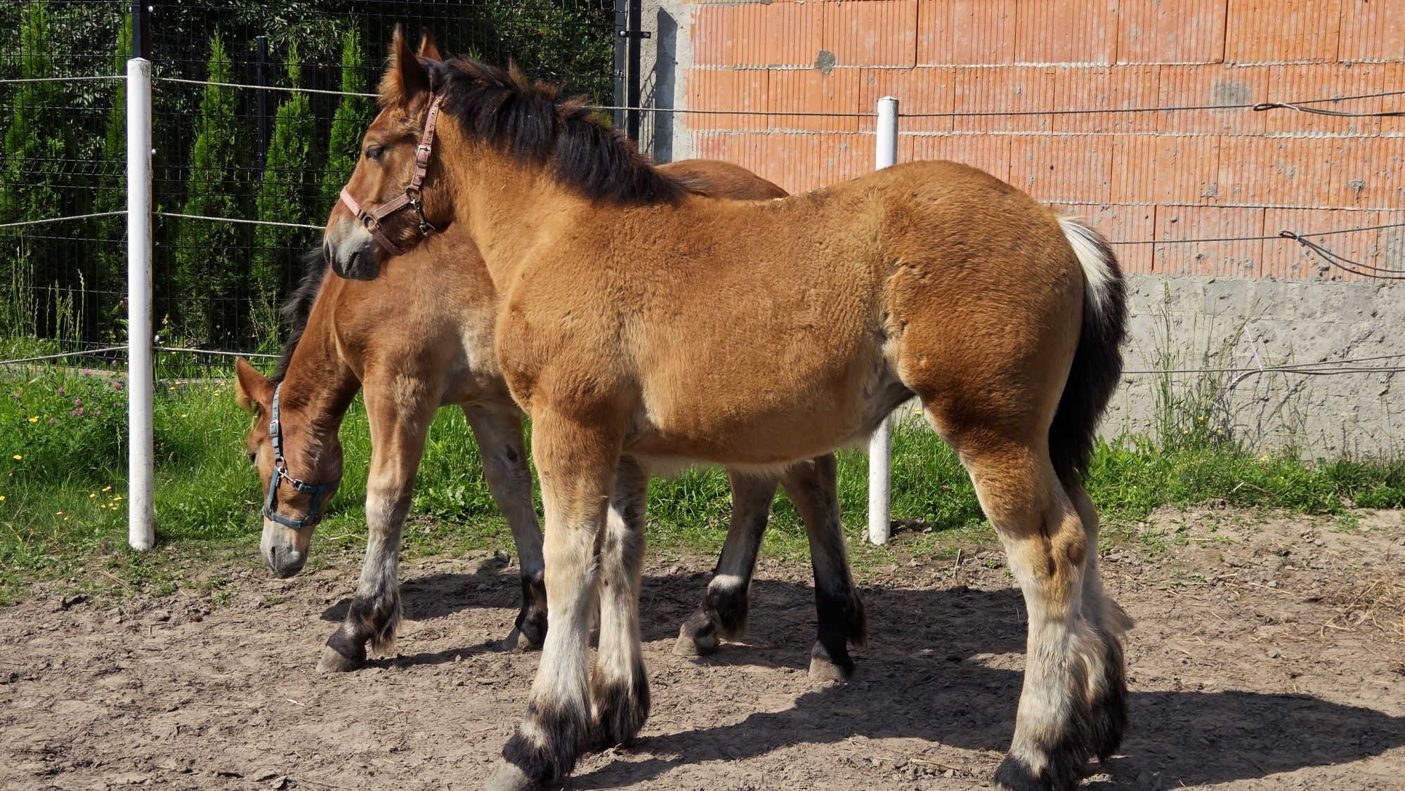 Sprzedam klacz zimnokrwista ze źróbką