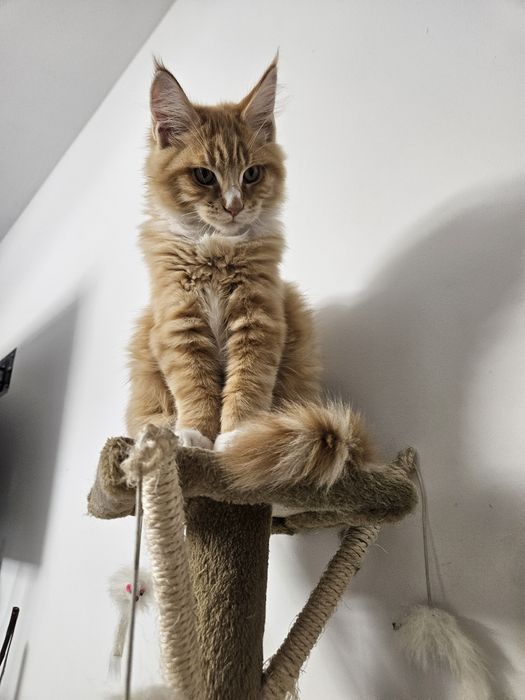 Kocurek Maine Coon