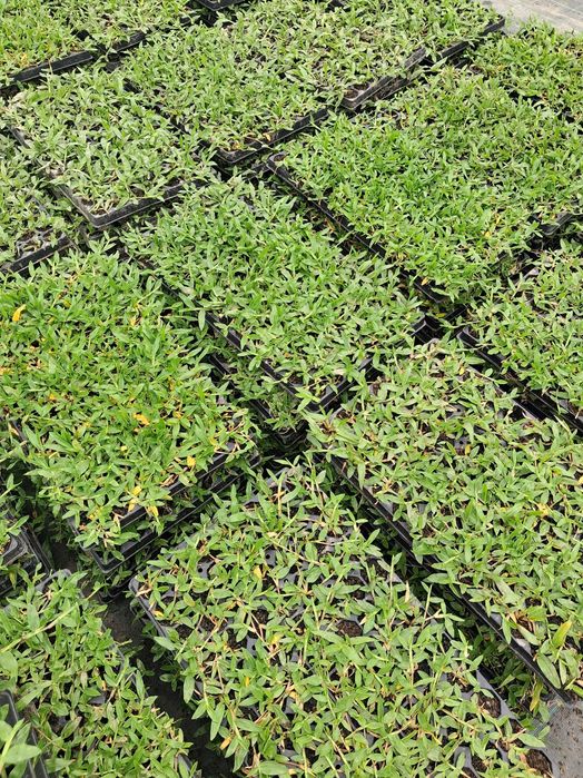 Produtores de Relva Brasileira