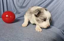 Border Collie piesek blue merle