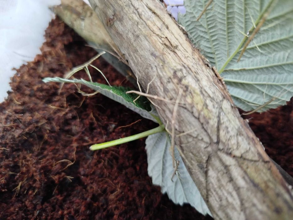 Młode patyczaki rogate