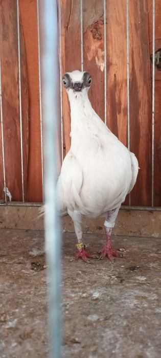 Gołebie ozdobne szek polski staluchy masciuchy