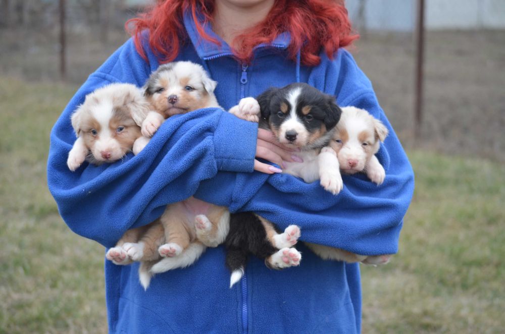 Ауссі з генетичними тестами! Київ,або відправлю. Є "Оплата частинами"
