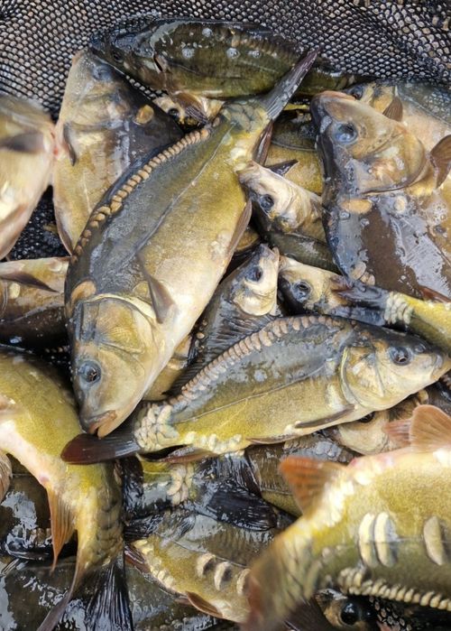 Karp 2/3 na kilogram inne Amur Jesiotr Tołpyga Węgorz Jesiotr Pstrąg
