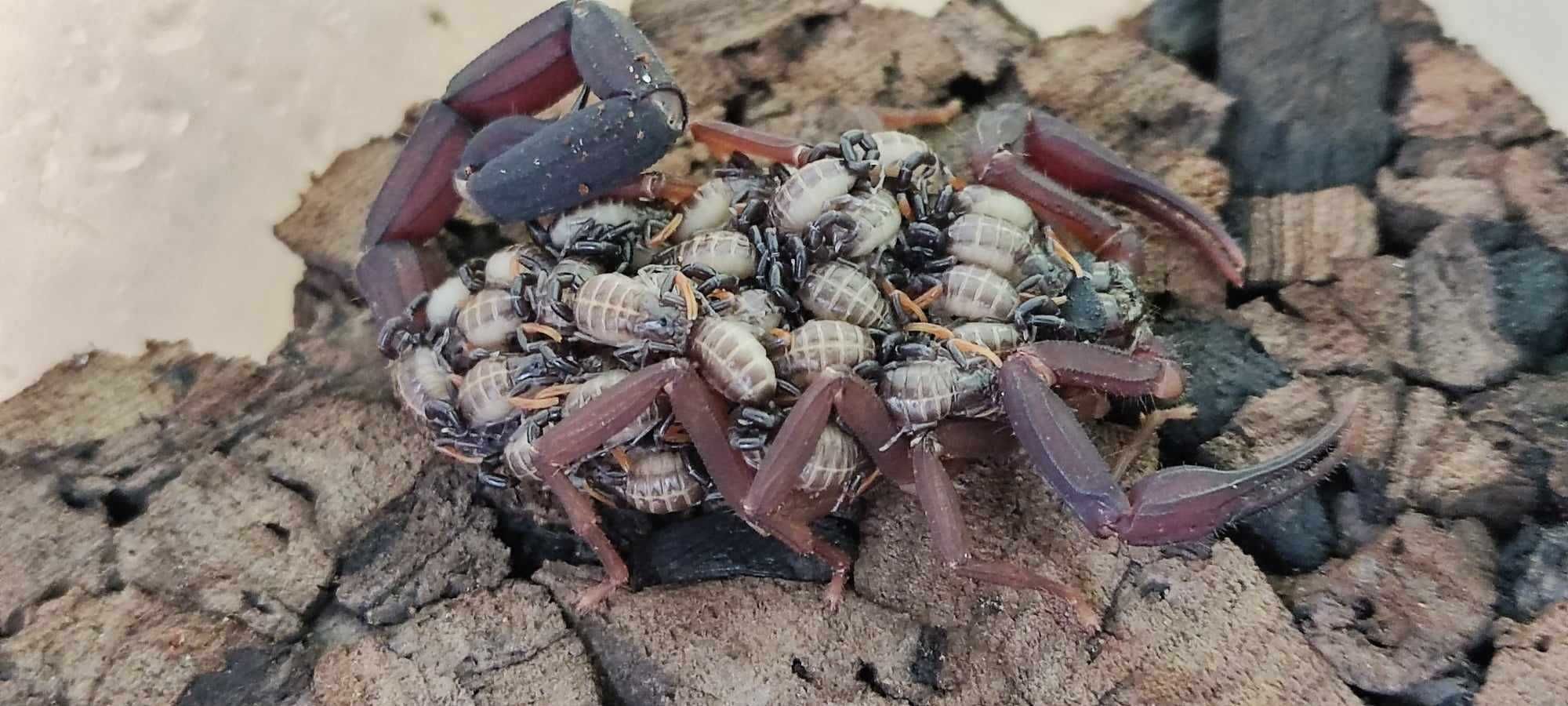 Skorpion Centruroides gracilis terrarystyka