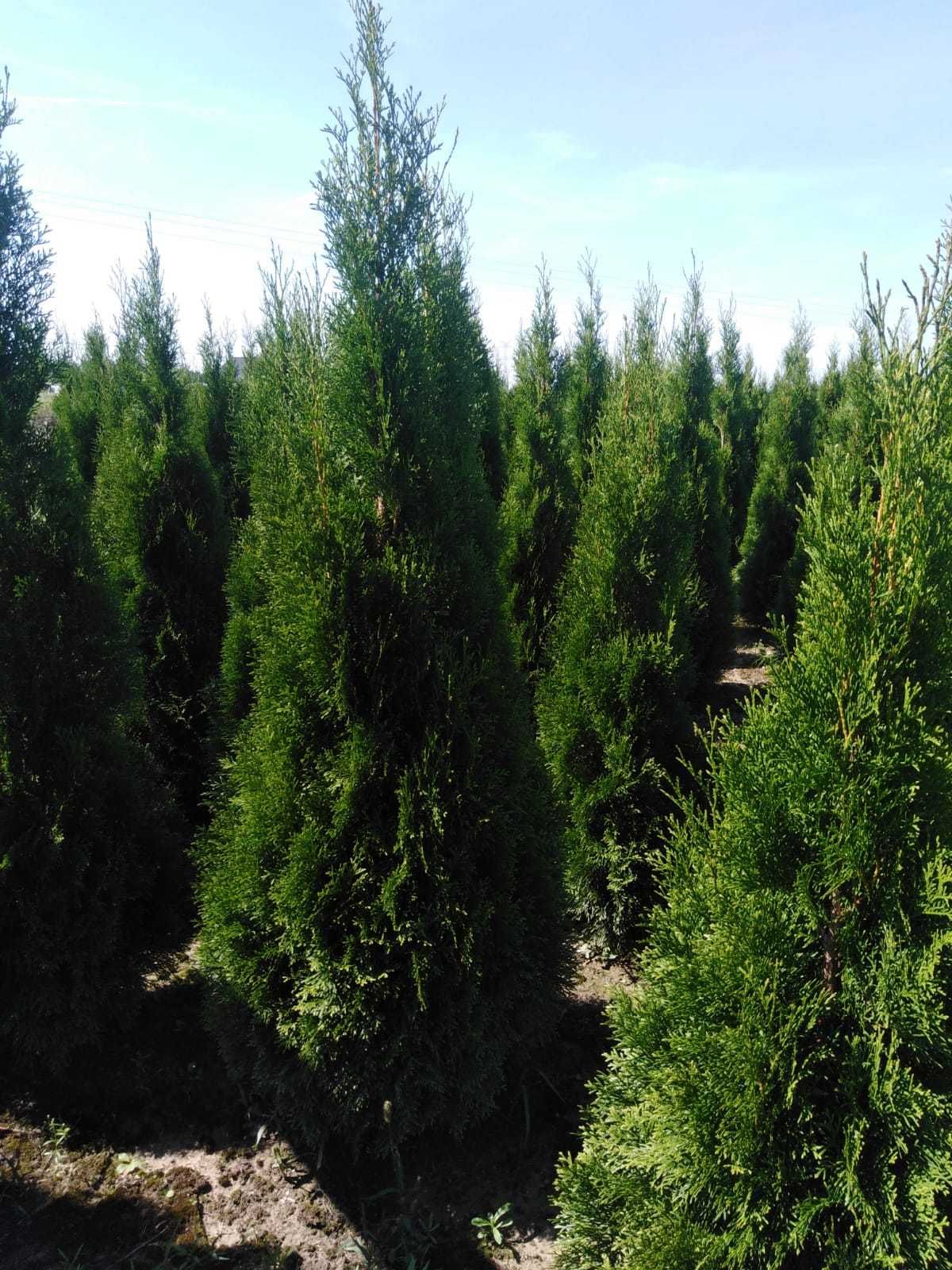 Tuja szmaragd 275-300cm FV Balot Thuja smaragd Wysył gratis Tarnobrzeg