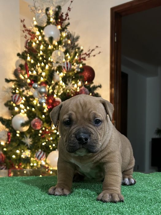 American Bully Pocket