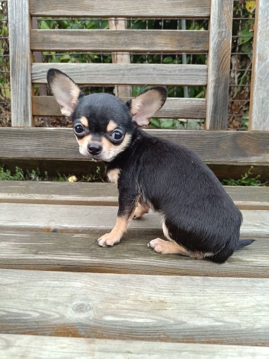Juz do odbioru * Chihuahua suczka czarna podpalana