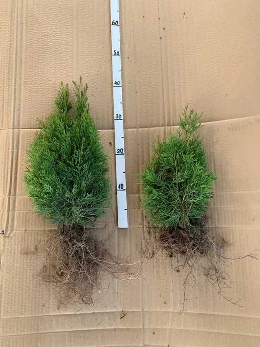Tuja szmaragd 30-40 cm sadzonka goły korzeń