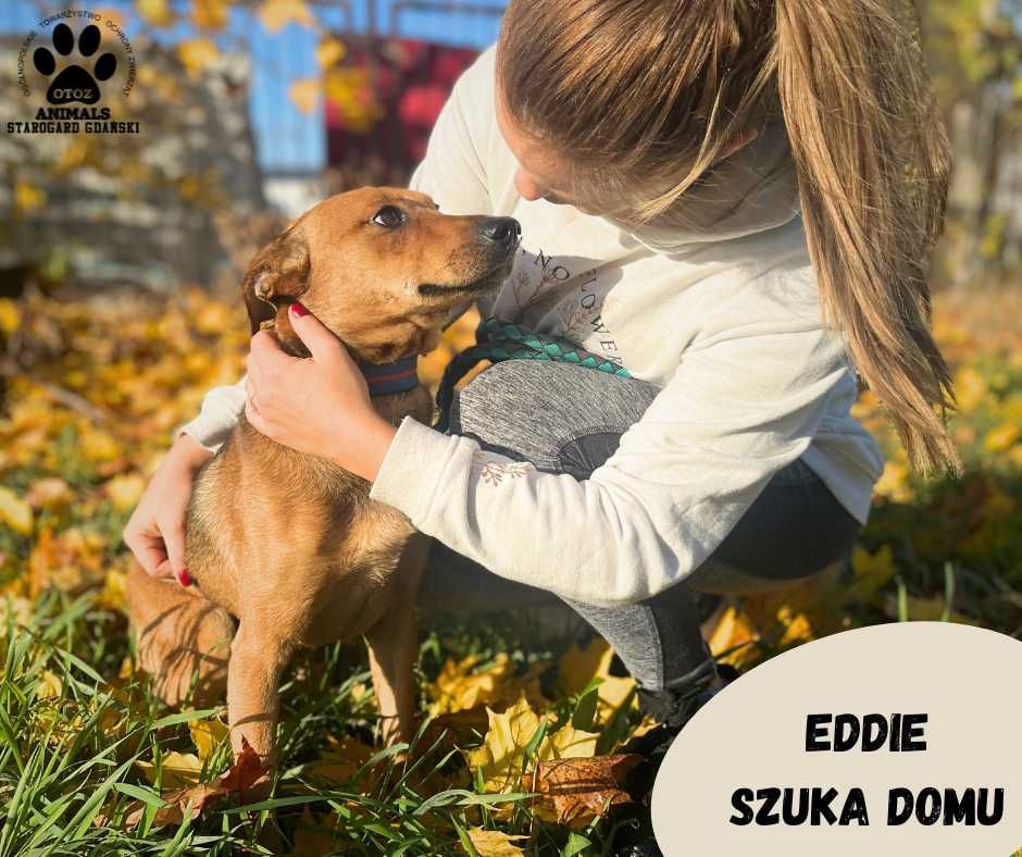 Przyjazny Eddie do adopcji