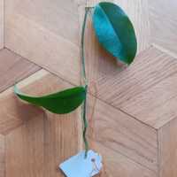 Hoya vitiensis- sadzonka cięta