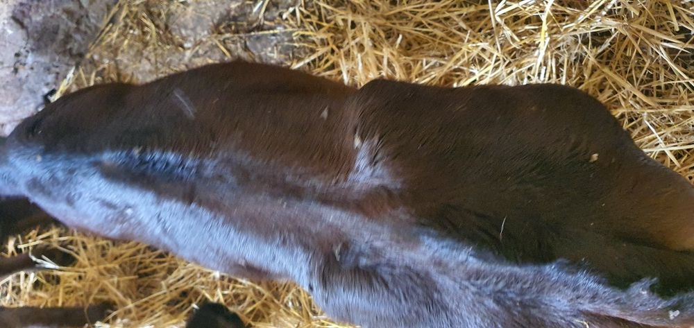 Cielęta mięsne cielaki mm hf samodzielne polskie gospodarstwo i na mle