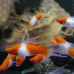 mieczyk koi GRUBY KOCUR sklep zoologiczny rzeszów