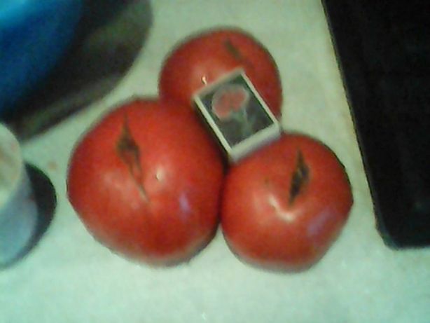 Продам семена домашних помидор