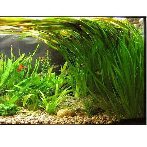 Planta para aquário Vallisneria