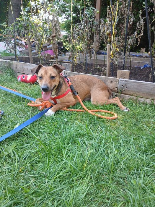 Szczeniak do adopcja