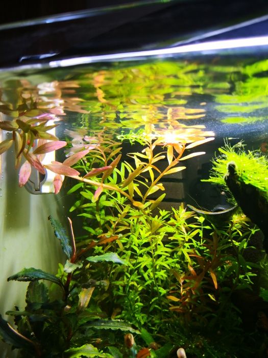 Rotala colorata roślina akwariowa
