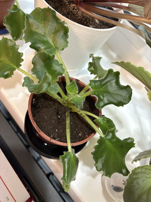 Молоді фіалки по 30 грн сенполії. Розпродаж!