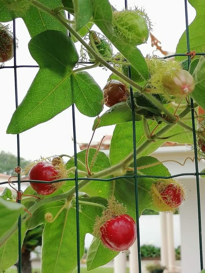 Plantas de   Maracujá Foetida