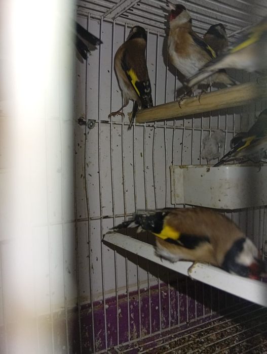 Criador número 562598