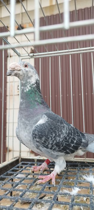 Gołębie staropolskie