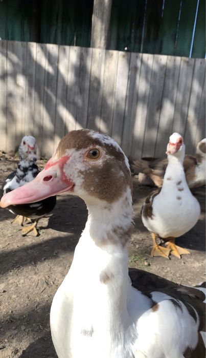 Продам молодих індокачок на держання