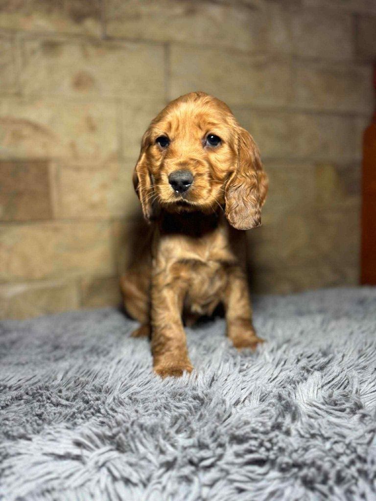 Cocker spaniel angielski sunia z rodowodem