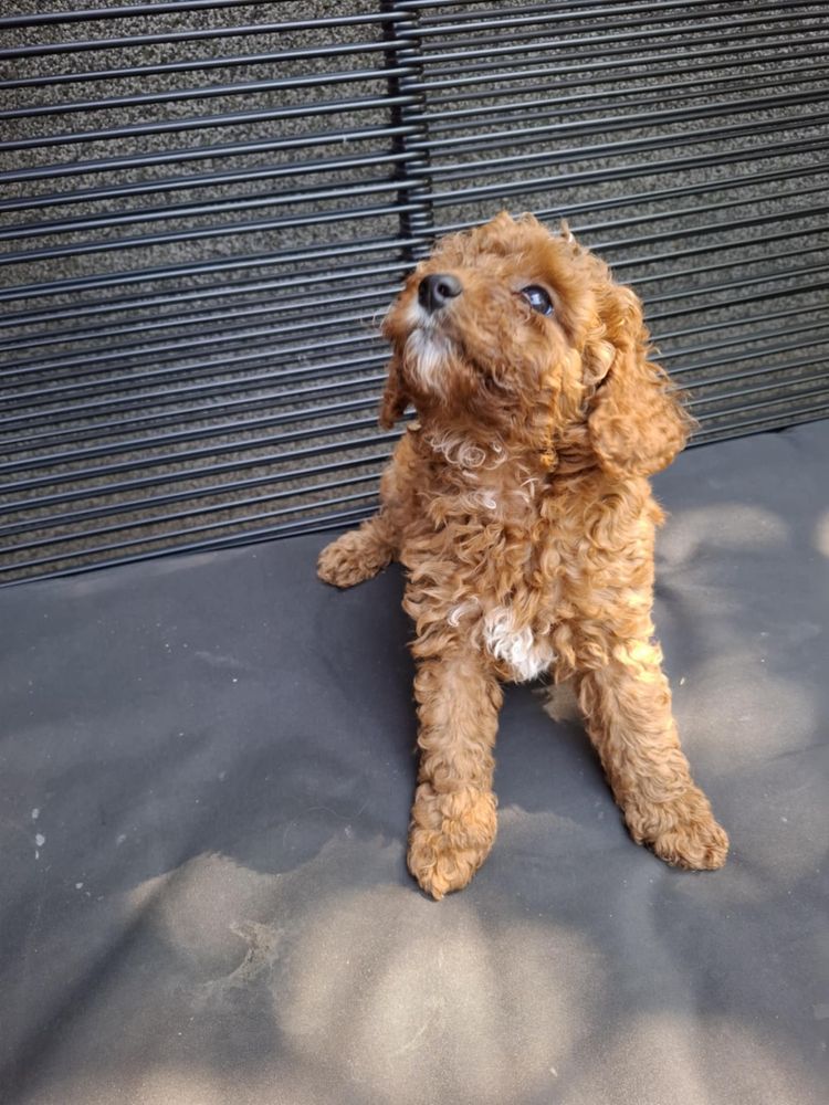 Sprzedam szczeniaka rasy Maltipoo z rodowodem