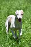 Chart angielski whippet - suczka GALICJA FCI/ZKwP