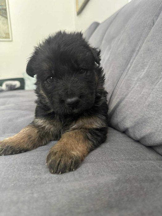 Owczarek Niemiecki suczka szczeniak ZKwP FCI po Zwycięzcy SG1 Słowacji