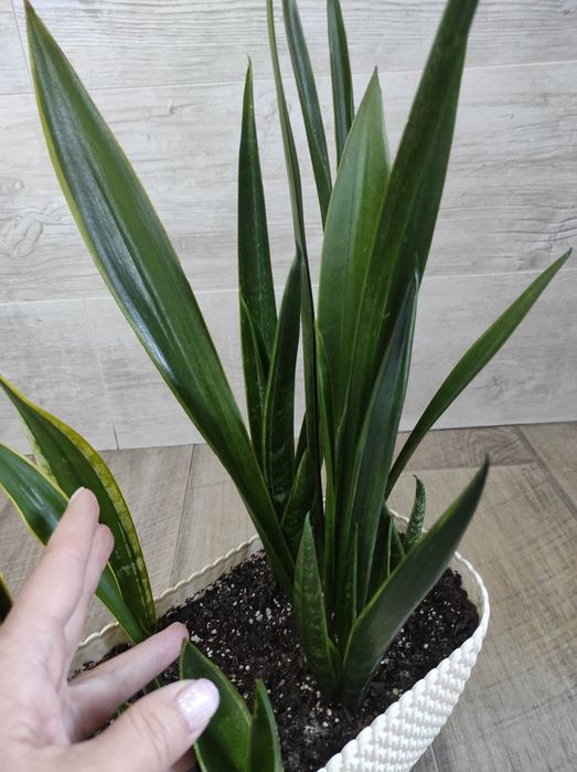 Сансевиерия Блек Сворд (всё семейство, 6 розеток)