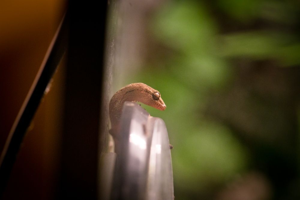 Jaszczurka dla początkujących - gekony płaczące - Śląskie