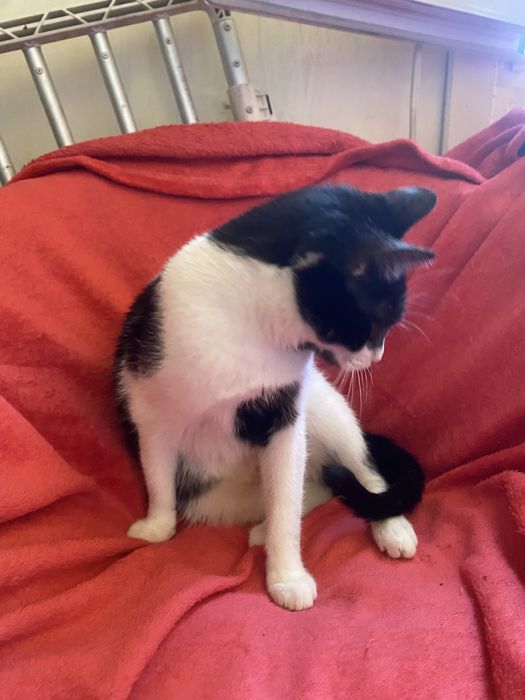 Kotek roczny do adopcji