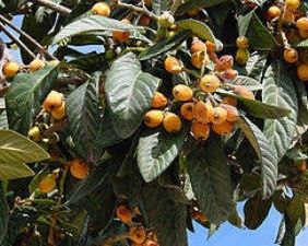 Nespereira (Eriobotrya japonica) - Planta em vaso - Desde 10€