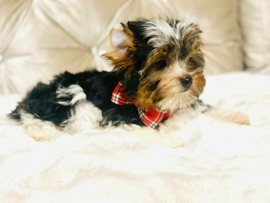 York Biewer - cudeńko malutki luxusowy. Piękna buzia.