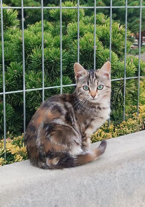 Бенгальская котёнок девочка ищет дом! Котята в хорошие руки!