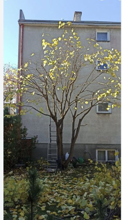 Grabienie liści, dmuchawa, odkurzacz, sprzątanie jesienne