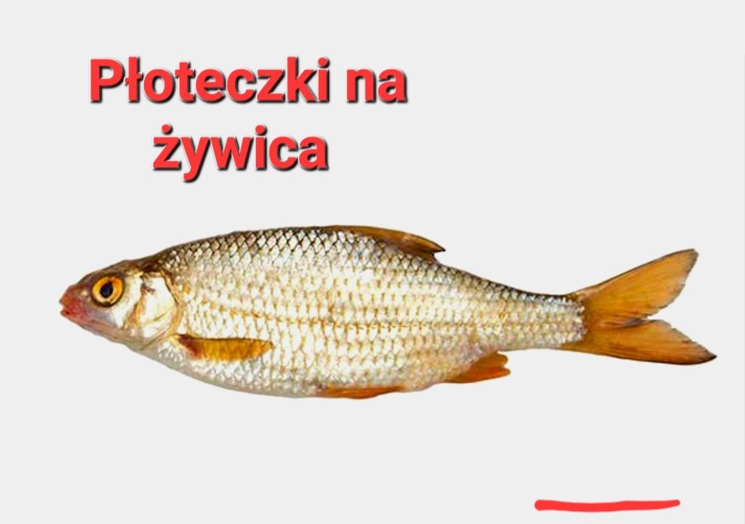 Płotka zarybieniowa do stawu na żywca